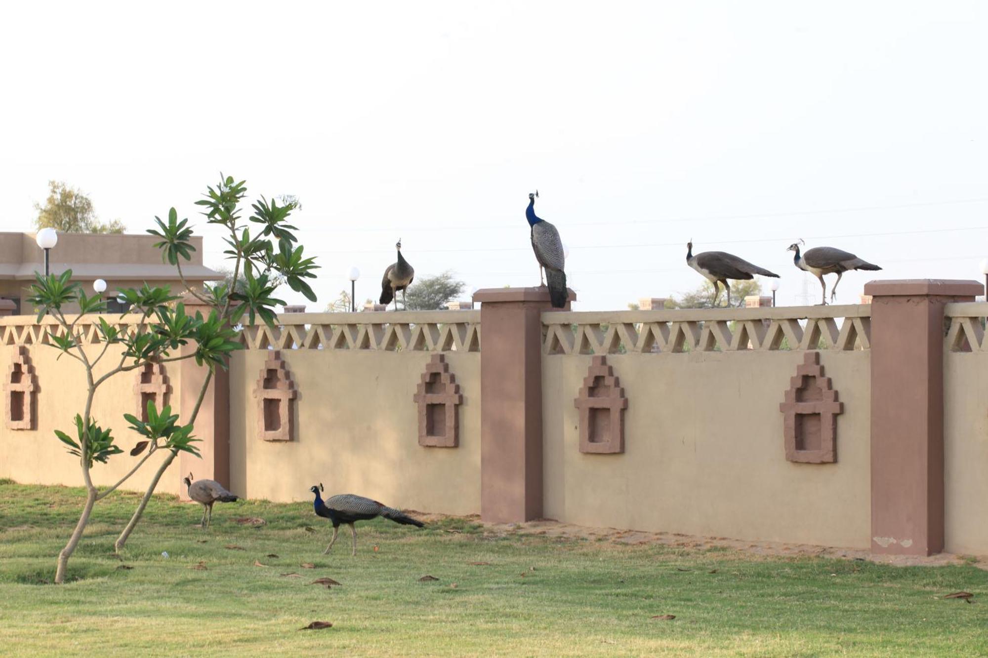 Thar Oasis Resort And Camp Dechu Bagian luar foto